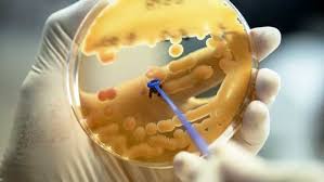 Biological Sciences MS Program at Georgia State University 2025 | Apply Now